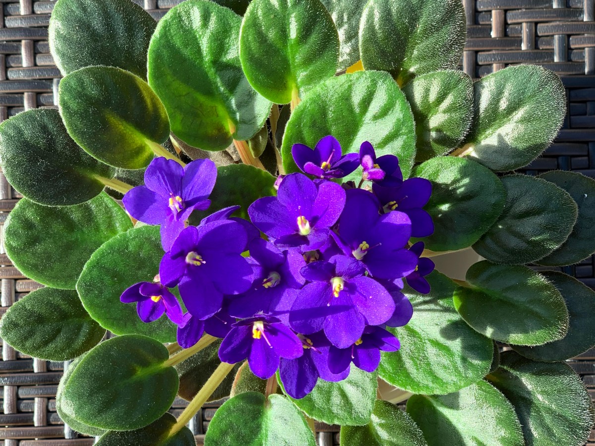 Blessing – 10/22/20: oh plants, stand by me! (my African&nbsp;Violets)