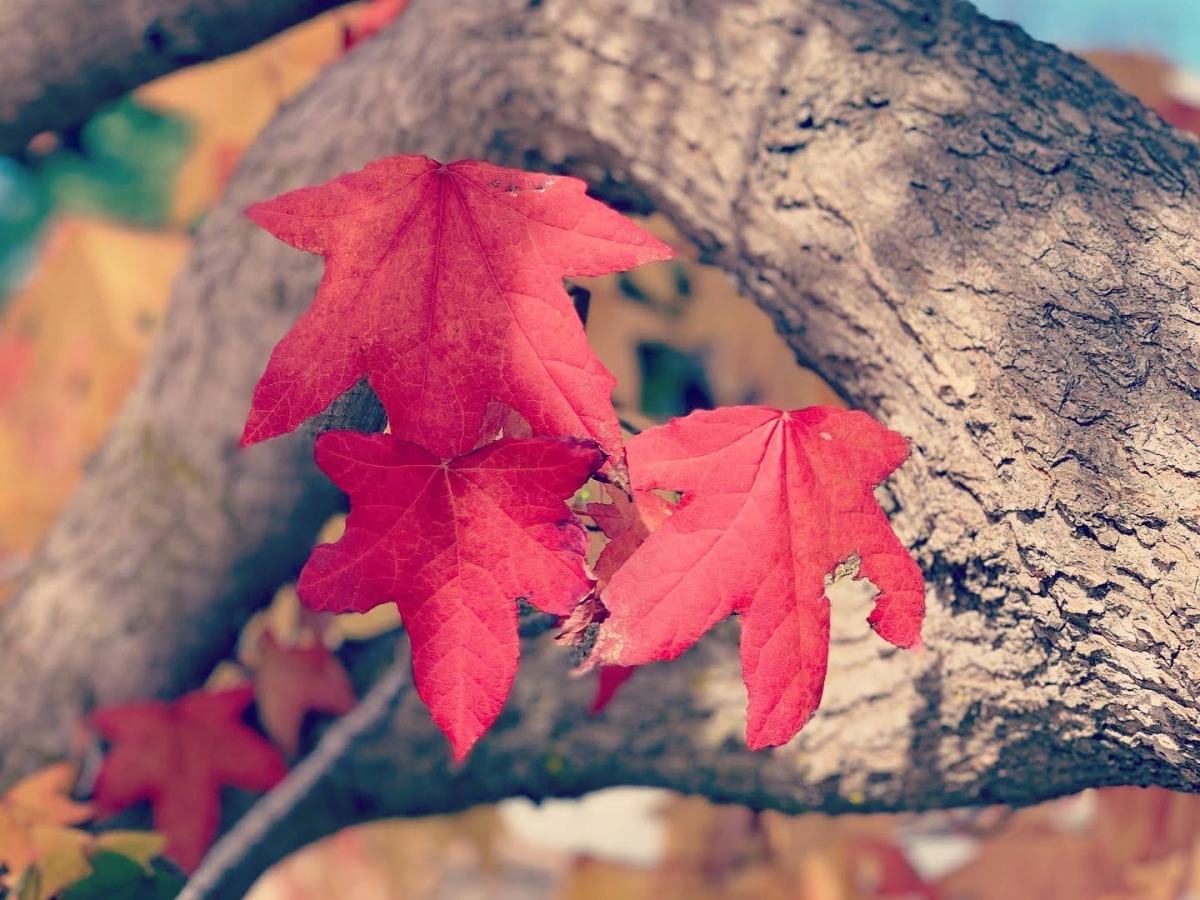 Blessings – 11/19/20: Give thanks for the Colors of&nbsp;Fall