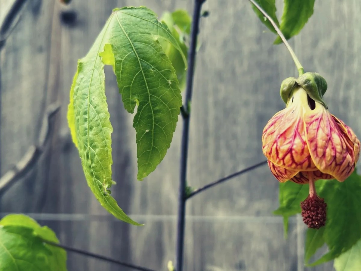 Daily Grace 1/3/23 – In His&nbsp;Time