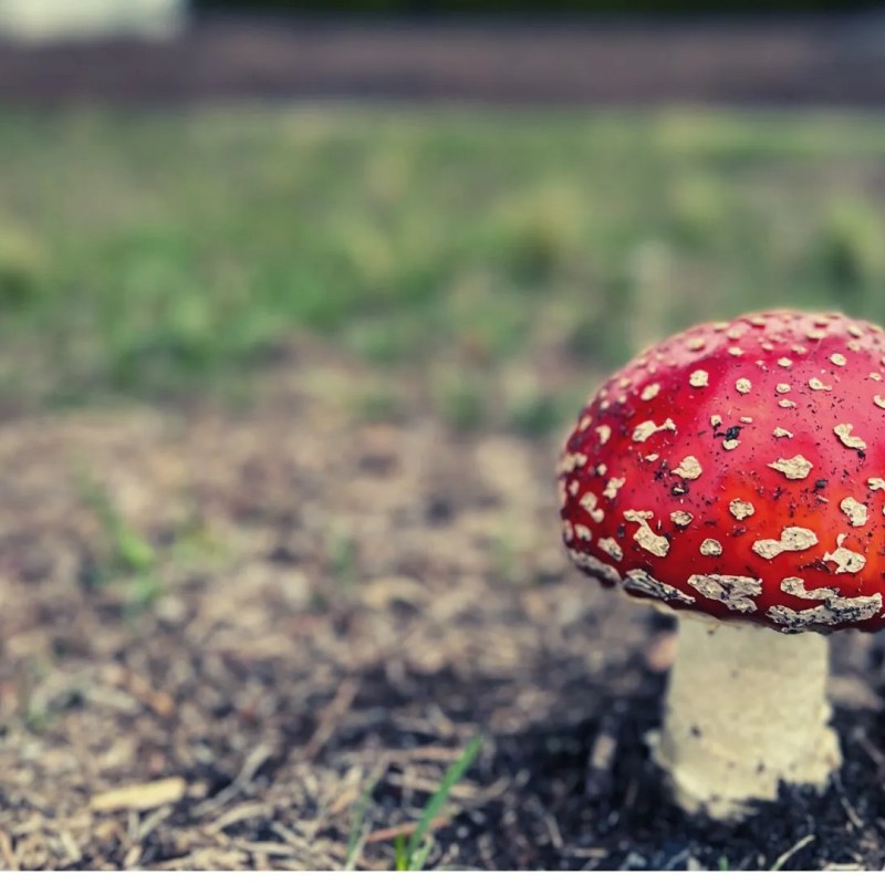 Daily Grace 1/2/23 – The Wild Colorful&nbsp;Mushrooms