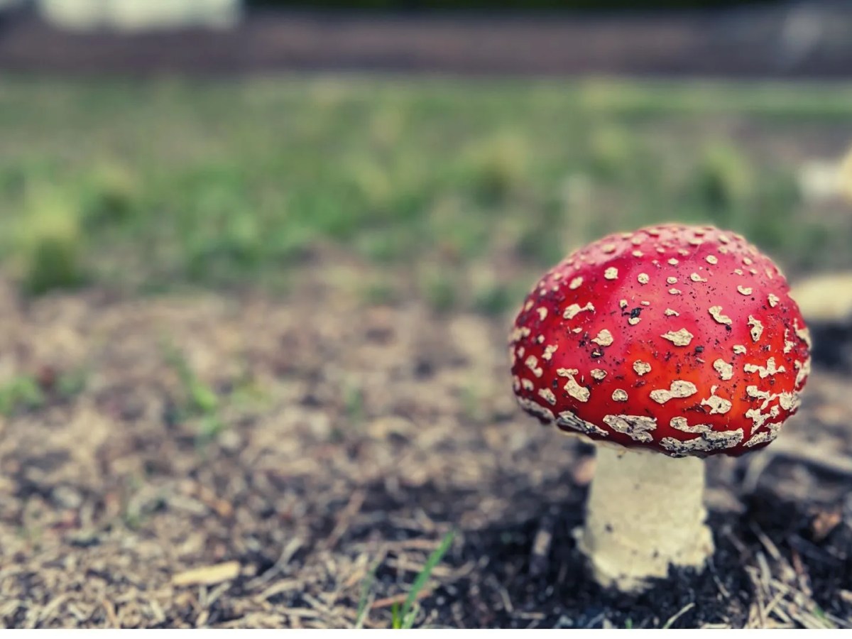 Daily Grace 1/2/23 – The Wild Colorful&nbsp;Mushrooms