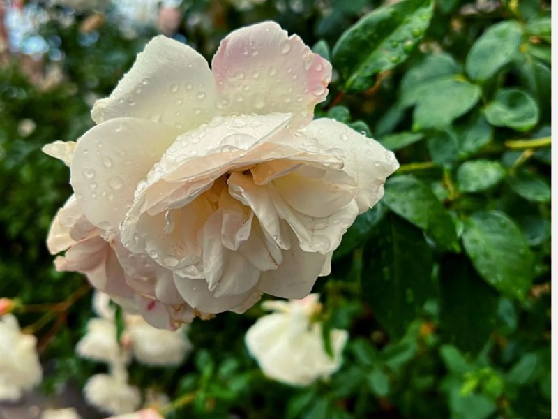 Daily Grace 1/1/23 – A Renewed Mind for a Happy New&nbsp;Year