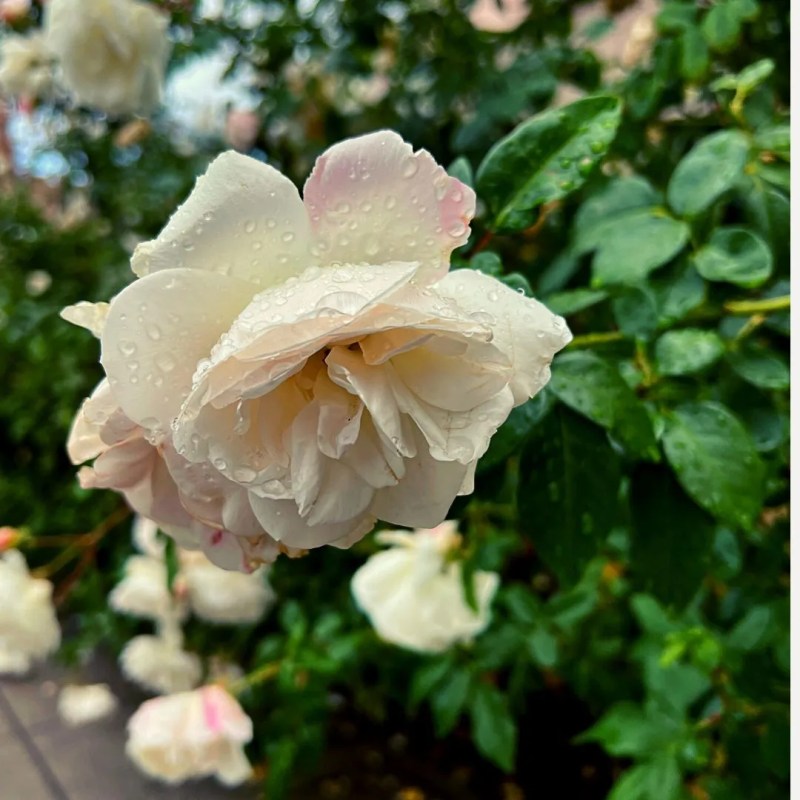 Daily Grace 1/1/23 – A Renewed Mind for a Happy New&nbsp;Year